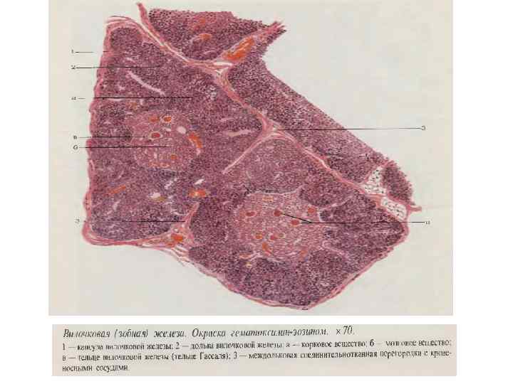 Тимус гистология препарат рисунок