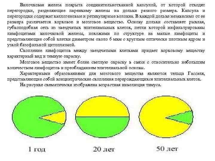 Вилочковая железа покрыта соединительнотканной капсулой, от которой отходят перегородки, разделяющие паренхиму железы на дольки