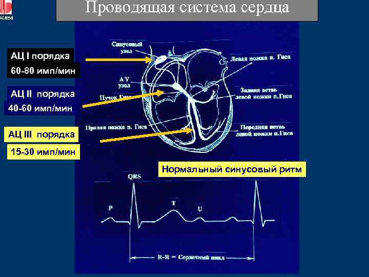 АЦ I порядка 60 -80 имп/мин АЦ II порядка 40 -60 имп/мин АЦ III