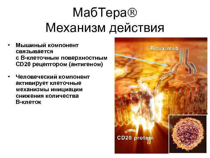 Маб. Тера Механизм действия • Мышиный компонент связывается с В-клеточным поверхностным CD 20 рецептором