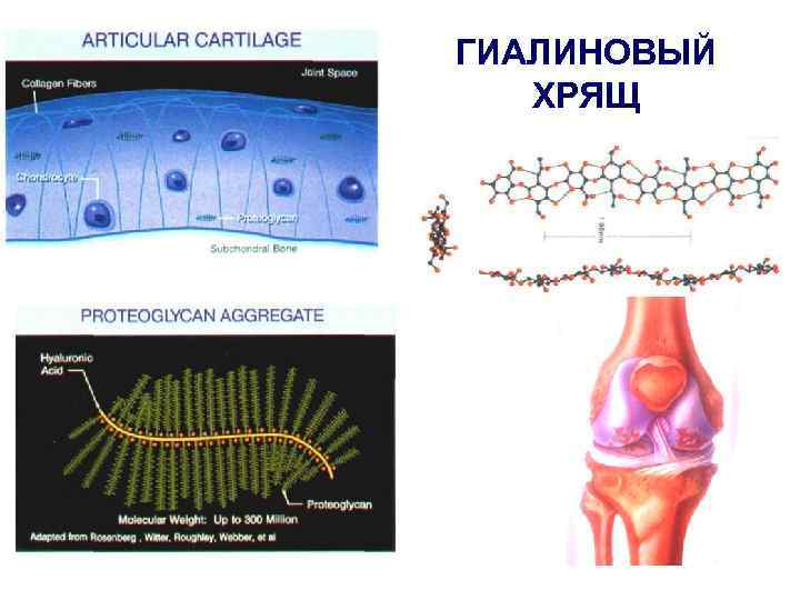 ГИАЛИНОВЫЙ ХРЯЩ 