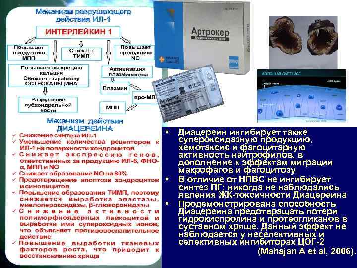  • • • Диацереин ингибирует также супероксидазную продукцию, хемотаксис и фагоцитарную активность нейтрофилов,