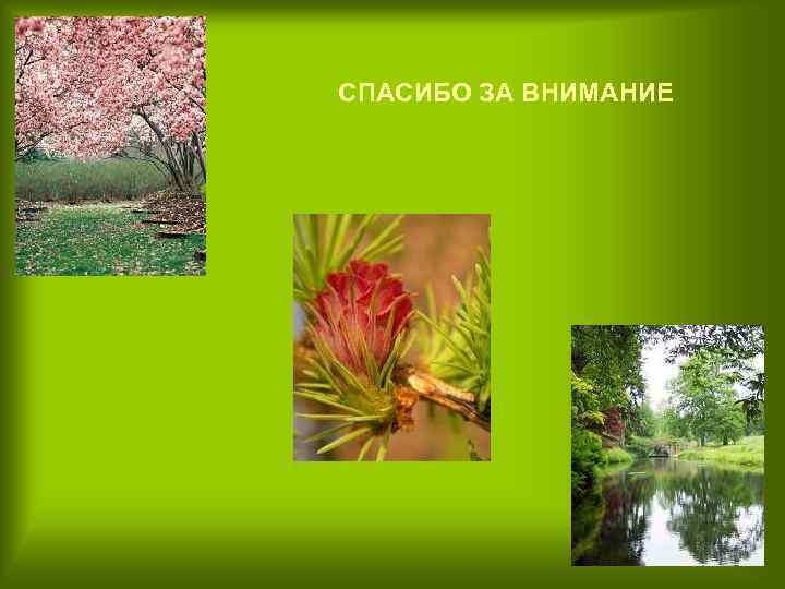 СПАСИБО ЗА ВНИМАНИЕ 