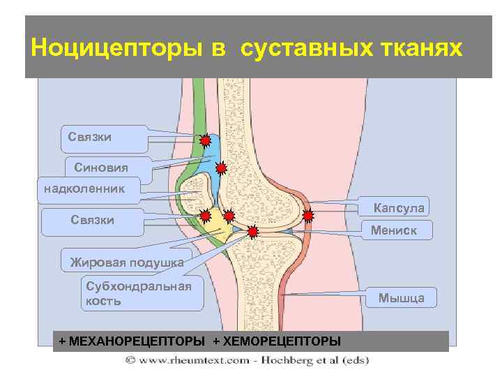 Ноцицепторы в суставных тканях Связки Синовия надколенник Связки Капсула Мениск Жировая подушка Субхондральная кость