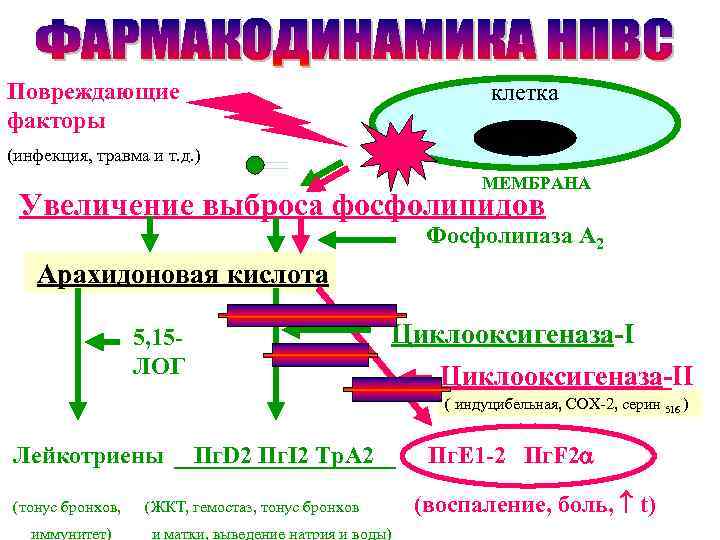 Повреждающие факторы клетка (инфекция, травма и т. д. ) МЕМБРАНА Увеличение выброса фосфолипидов Фосфолипаза