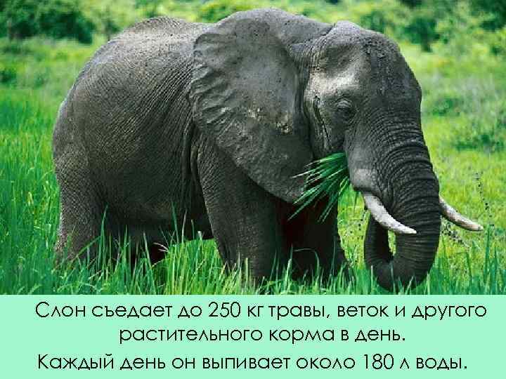  Слон съедает до 250 кг травы, веток и другого растительного корма в день.