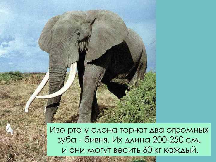 Изо рта у слона торчат два огромных зуба - бивня. Их длина 200 -250