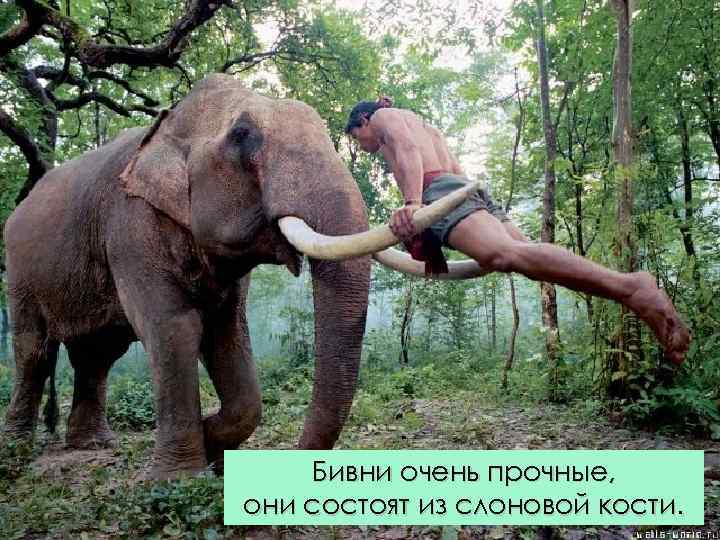 Бивни очень прочные, они состоят из слоновой кости. 