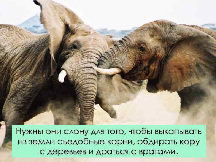 Нужны они слону для того, чтобы выкапывать из земли съедобные корни, обдирать кору с