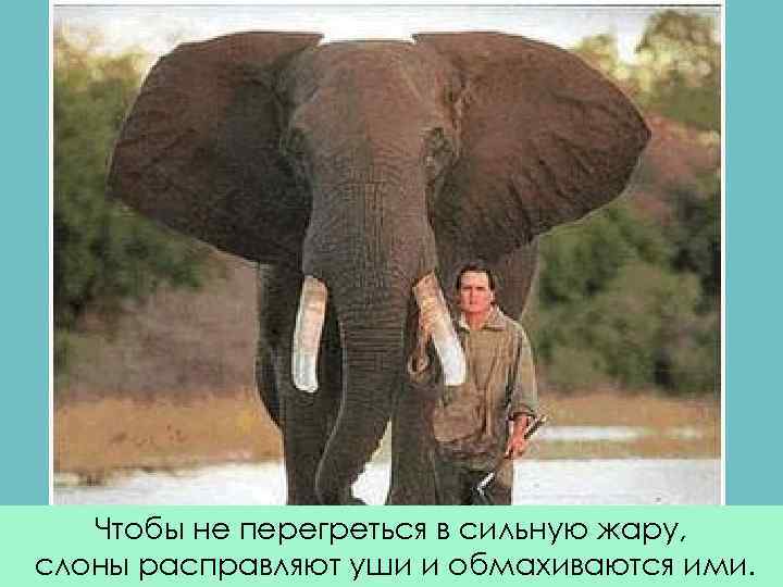 Чтобы не перегреться в сильную жару, слоны расправляют уши и обмахиваются ими. 