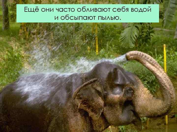 Ещё они часто обливают себя водой и обсыпают пылью. 