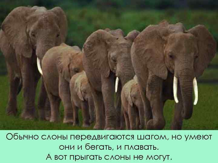 Обычно слоны передвигаются шагом, но умеют они и бегать, и плавать. А вот прыгать