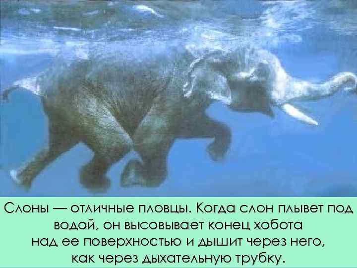 Слоны — отличные пловцы. Когда слон плывет под водой, он высовывает конец хобота над