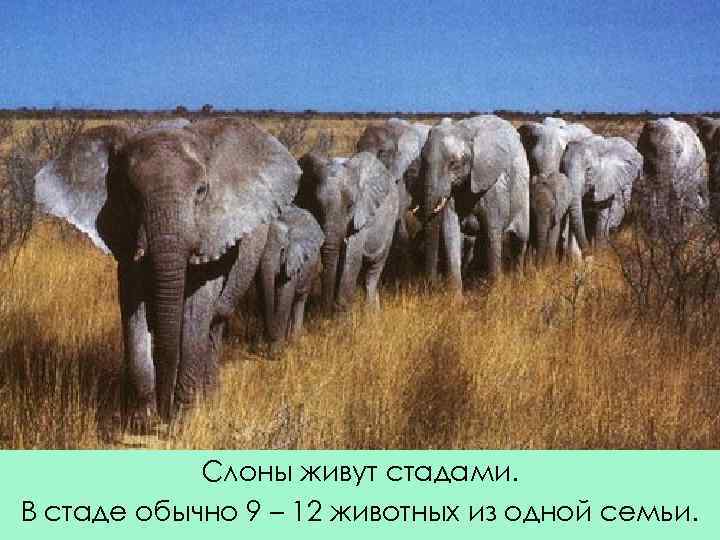Слоны живут стадами. В стаде обычно 9 – 12 животных из одной семьи. 