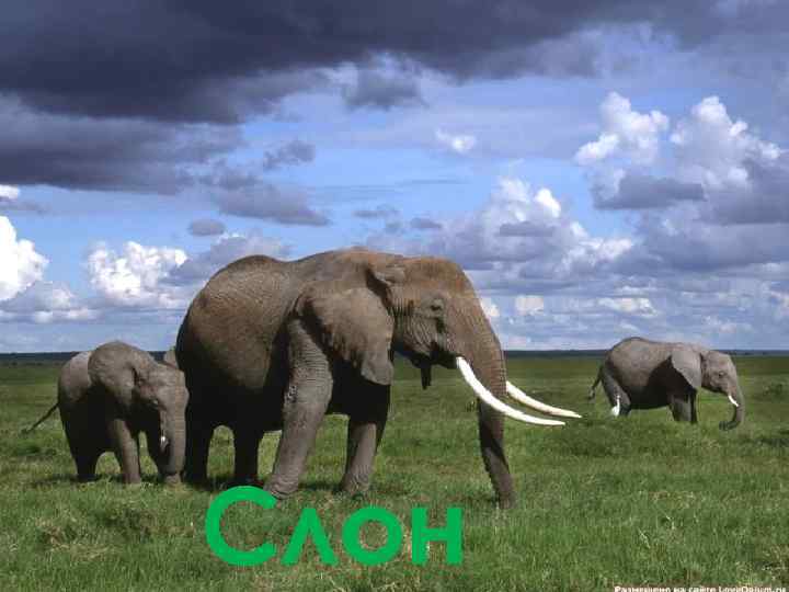 Слон 