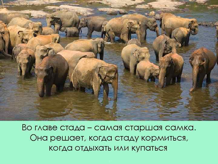 Во главе стада – самая старшая самка. Она решает, когда стаду кормиться, когда отдыхать