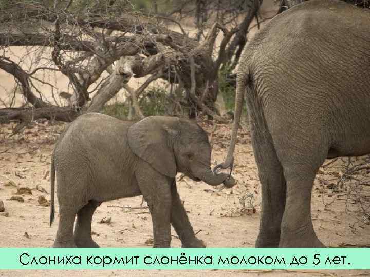 Слониха кормит слонёнка молоком до 5 лет. 