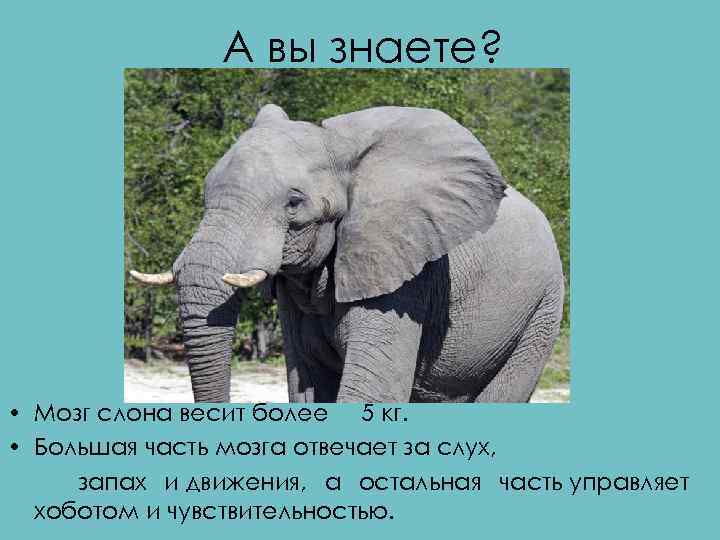 А вы знаете? • Мозг слона весит более 5 кг. • Большая часть мозга