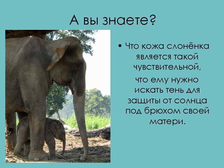 А вы знаете? • Что кожа слонёнка является такой чувствительной, что ему нужно искать