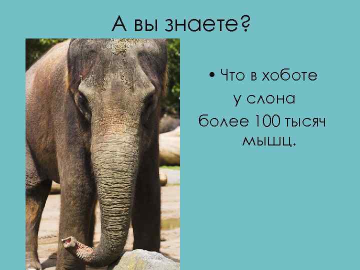 А вы знаете? • Что в хоботе у слона более 100 тысяч мышц. 