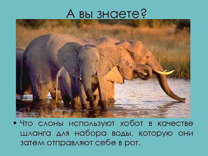 А вы знаете? • Что слоны используют хобот в качестве шланга для набора воды,