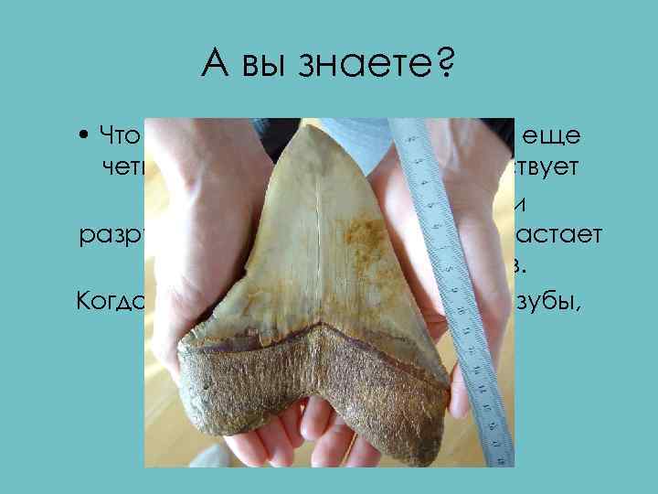 А вы знаете? • Что кроме бивней у слонов есть еще четыре зуба. Каждый