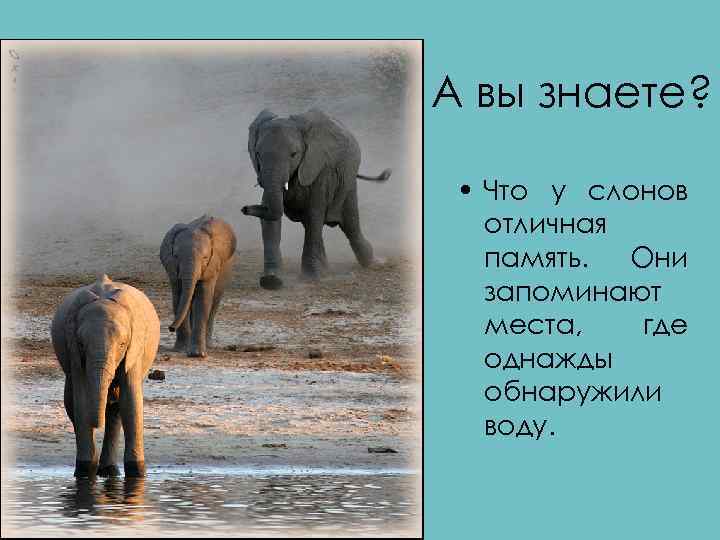 А вы знаете? • Что у слонов отличная память. Они запоминают места, где однажды