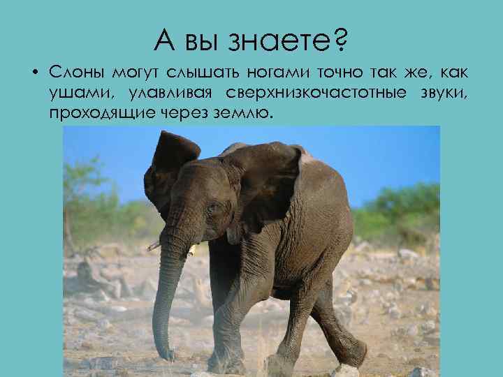 А вы знаете? • Слоны могут слышать ногами точно так же, как ушами, улавливая