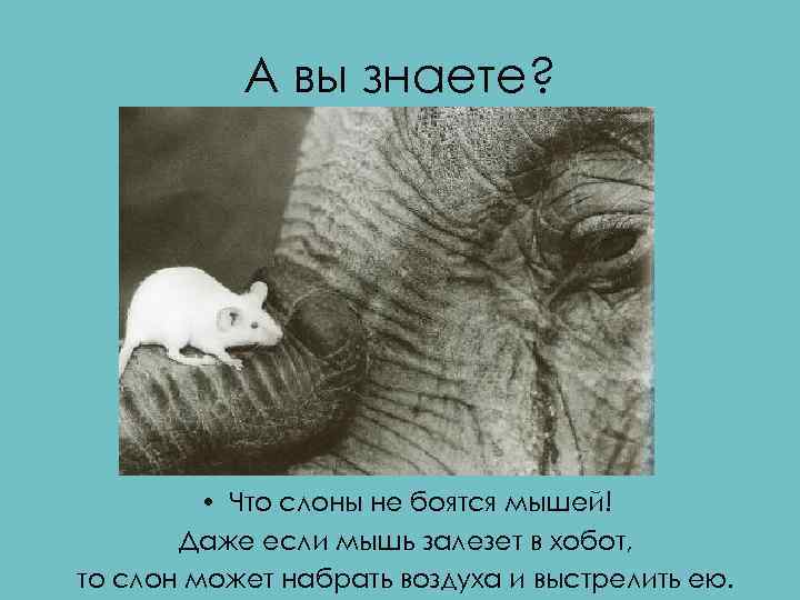 А вы знаете? • Что слоны не боятся мышей! Даже если мышь залезет в