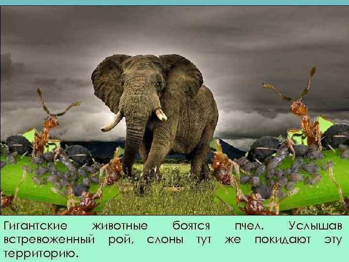 А вы знаете? Гигантские животные боятся встревоженный рой, слоны тут территорию. пчел. Услышав же