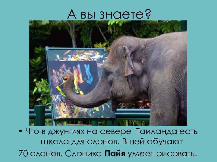 А вы знаете? • Что в джунглях на севере Таиланда есть школа для слонов.