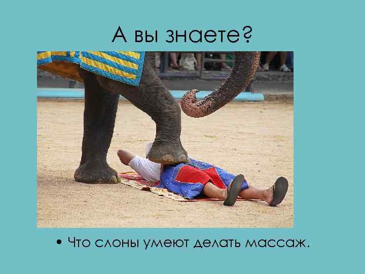 А вы знаете? • Что слоны умеют делать массаж. 