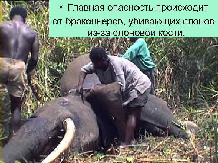  • Главная опасность происходит от браконьеров, убивающих слонов из-за слоновой кости. 