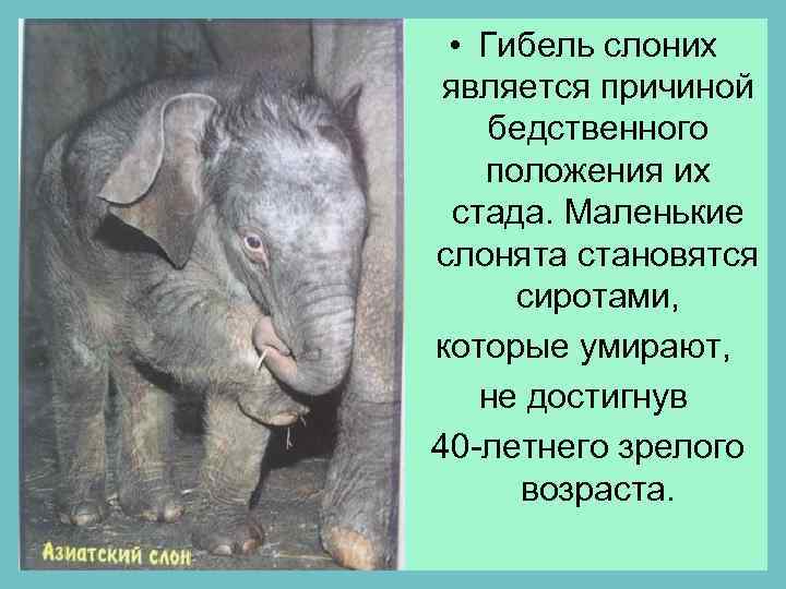  • Гибель слоних является причиной бедственного положения их стада. Маленькие слонята становятся сиротами,