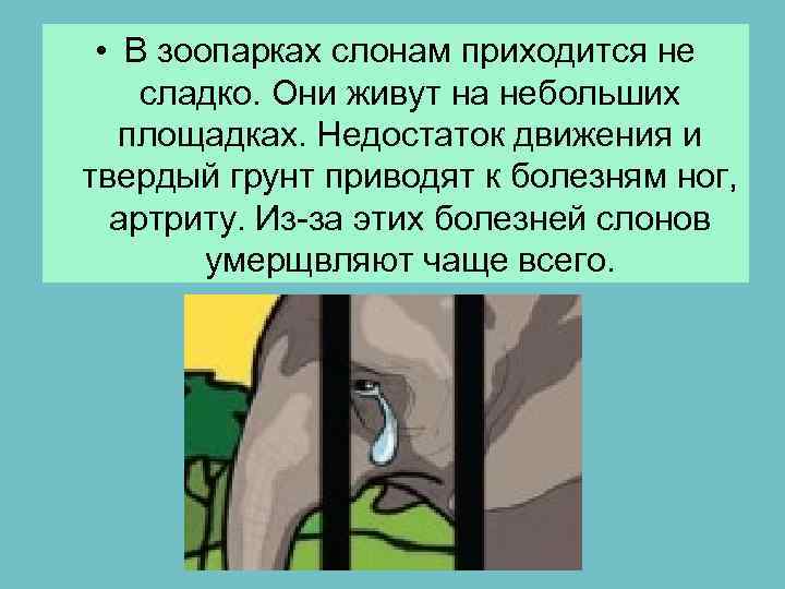  • В зоопарках слонам приходится не сладко. Они живут на небольших площадках. Недостаток