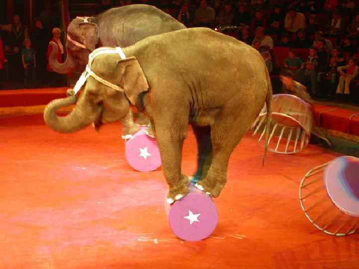  • Во многих зоопарках и цирках жестоко обращаются со слонами, заставляя их повиноваться