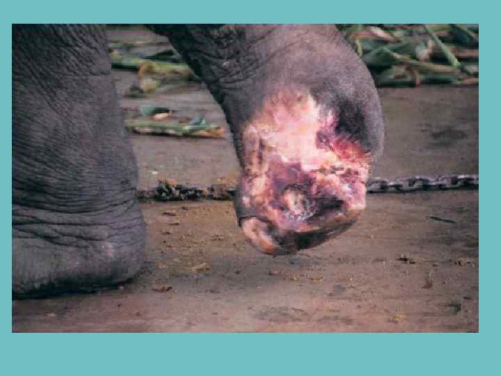  • Слоны погибают и калечатся от противопехотных мин при пересечении границы. В Бирме