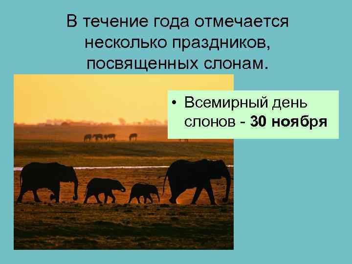 В течение года отмечается несколько праздников, посвященных слонам. • Всемирный день слонов - 30