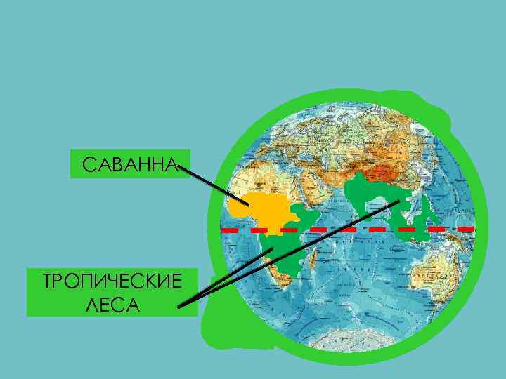 САВАННА ТРОПИЧЕСКИЕ ЛЕСА 