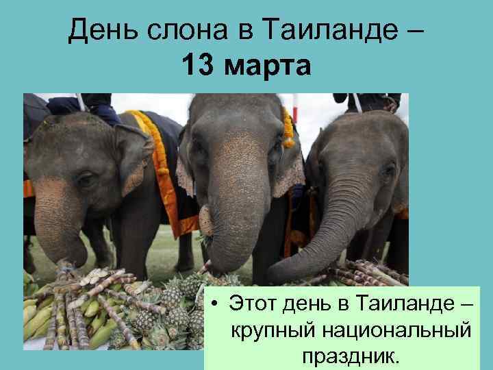 День слона в Таиланде – 13 марта • Этот день в Таиланде – крупный
