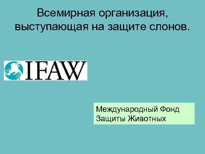 Всемирная организация, выступающая на защите слонов. Международный Фонд Защиты Животных 