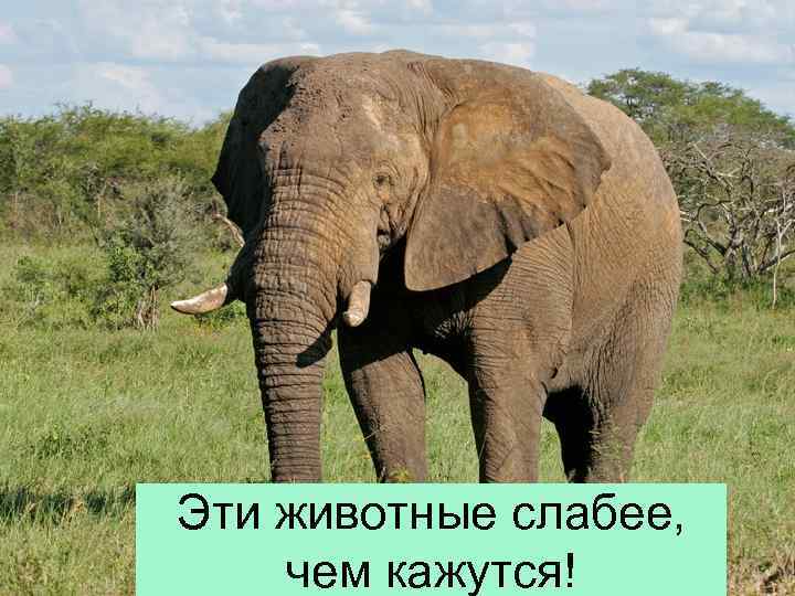 Эти животные слабее, чем кажутся! 