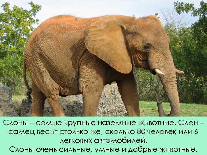Слоны – самые крупные наземные животные. Слон – самец весит столько же, сколько 80