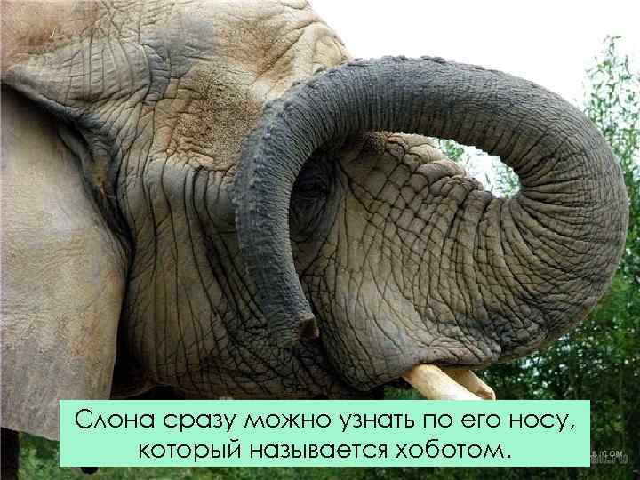 Слона сразу можно узнать по его носу, который называется хоботом. 