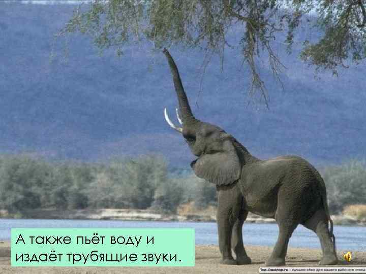 А также пьёт воду и издаёт трубящие звуки. 