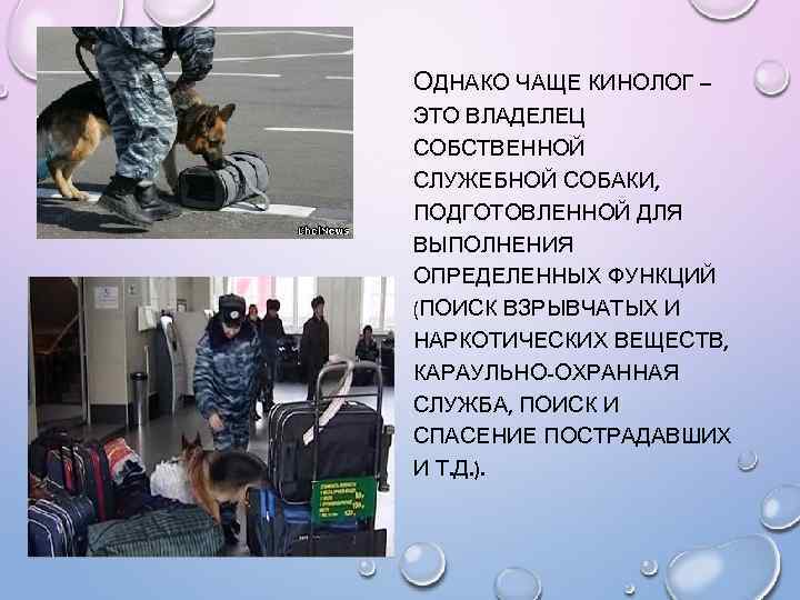 ОДНАКО ЧАЩЕ КИНОЛОГ – ЭТО ВЛАДЕЛЕЦ СОБСТВЕННОЙ СЛУЖЕБНОЙ СОБАКИ, ПОДГОТОВЛЕННОЙ ДЛЯ ВЫПОЛНЕНИЯ ОПРЕДЕЛЕННЫХ ФУНКЦИЙ