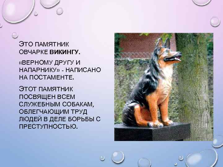 ЭТО ПАМЯТНИК ОВЧАРКЕ ВИКИНГУ. «ВЕРНОМУ ДРУГУ И НАПАРНИКУ» - НАПИСАНО НА ПОСТАМЕНТЕ. ЭТОТ ПАМЯТНИК