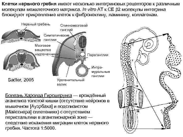 Миграция клеток нервного гребня схема