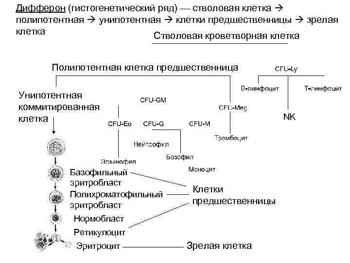 Как называется последовательность клеток приведенная на схеме