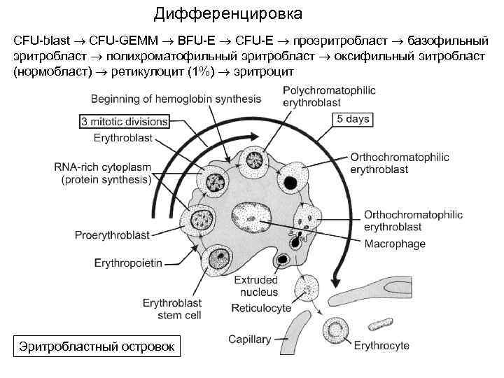 Дифференцировка CFU-blast CFU-GEMM BFU-E CFU-E проэритробласт базофильный эритробласт полихроматофильный эритробласт оксифильный эитробласт (нормобласт) ретикулоцит